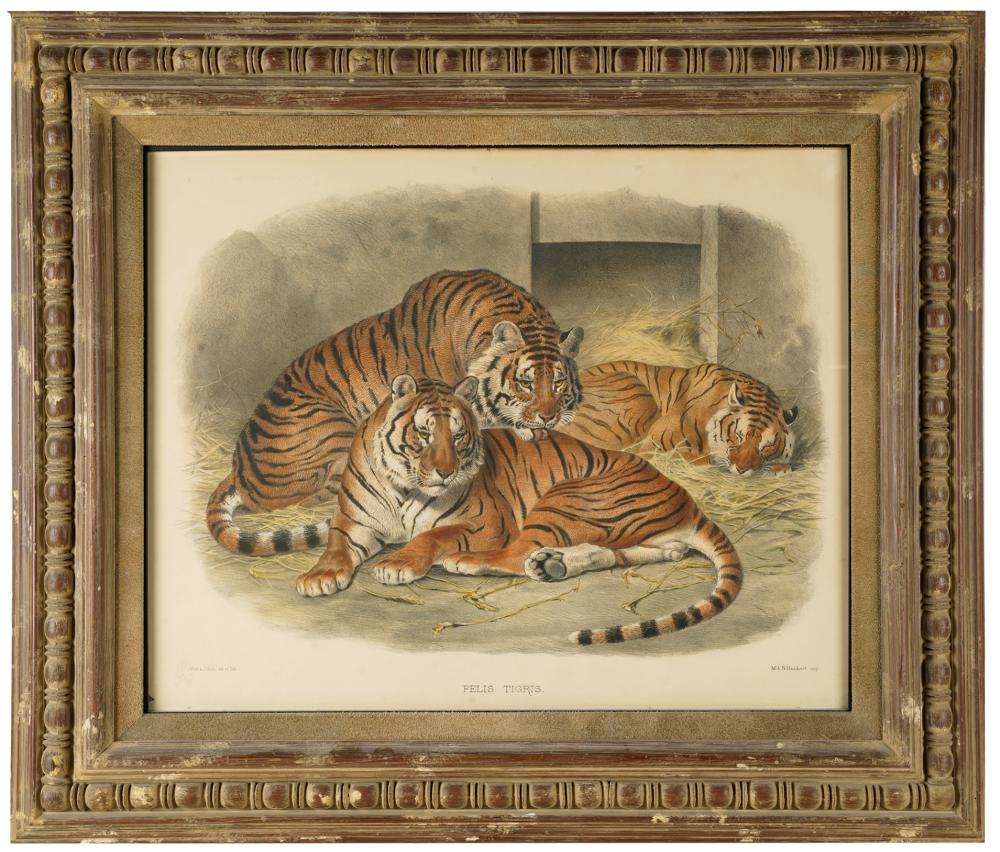 Appraisal: J SMIT AFTER JOSEPH WOLF - FELIS TIGRIS lithograph on