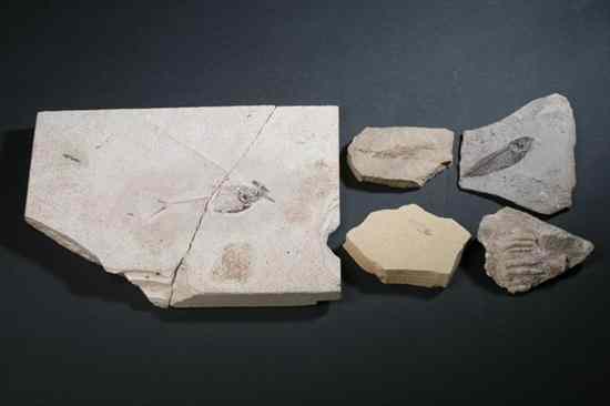 Appraisal: COLLECTION OF FIVE FISH FOSSILS Including Knightia sp Eocene Epoch