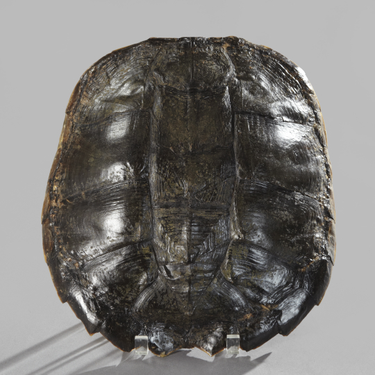 Appraisal: Specimen Tortoise Carapace h w l