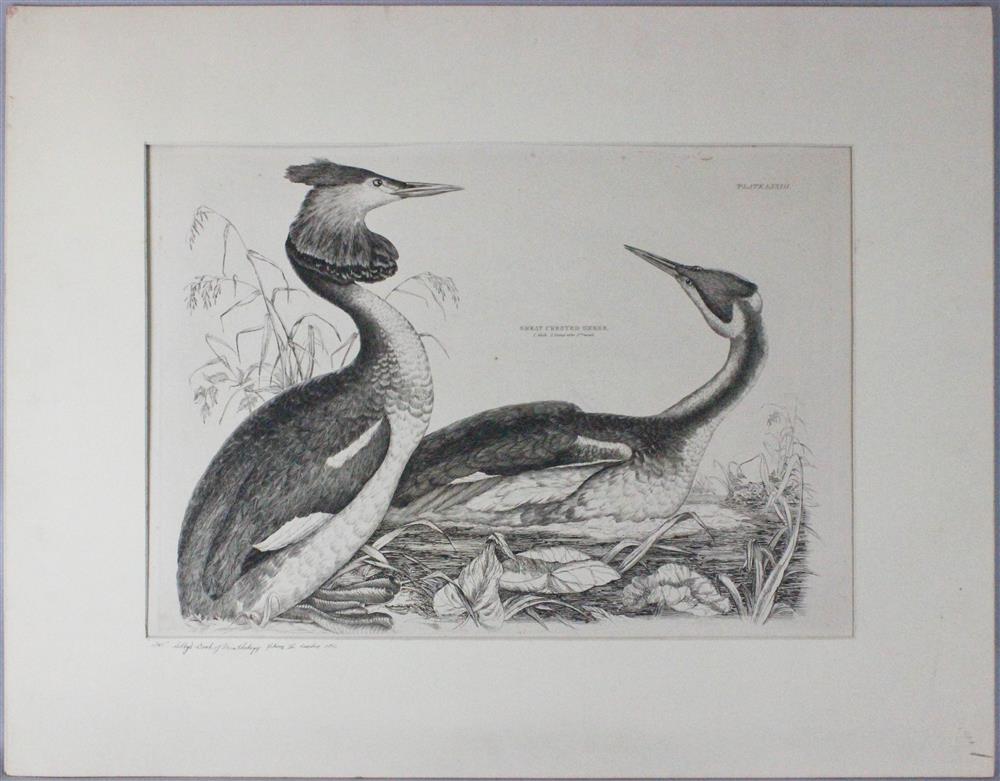 Appraisal: PRIDEAUX JOHN SELBY GREAT CRESTED GREBE Etching plate LXXIII from