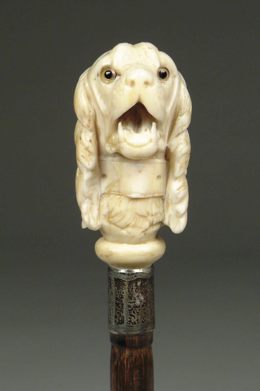 Appraisal: FINE CARVED IVORY DOG CANE Fine carved bust of a