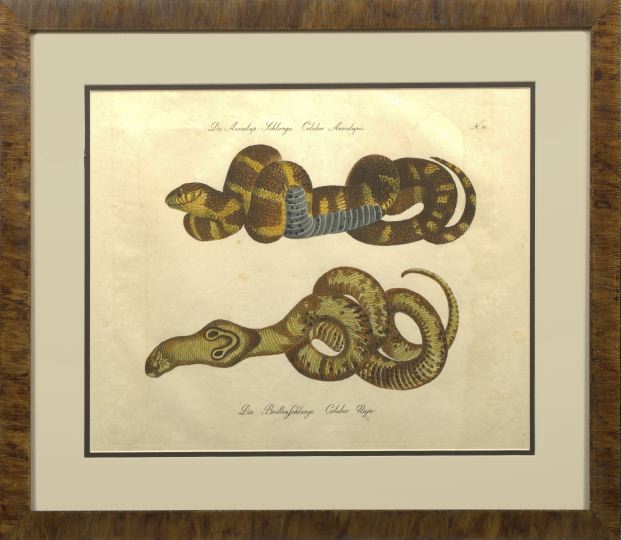 Appraisal: German School Second Quarter th Century Snakes suite of three