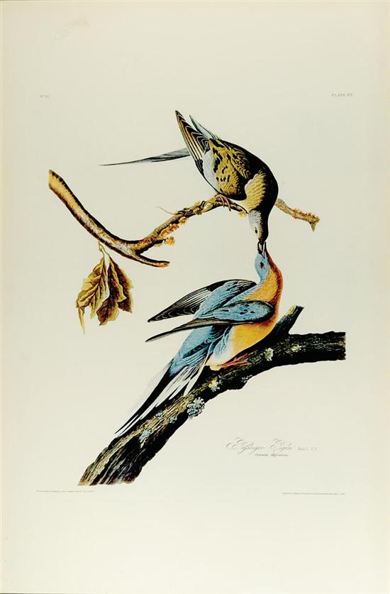 Appraisal: John James Audubon after American - PASSENGER PIGEON color engraving