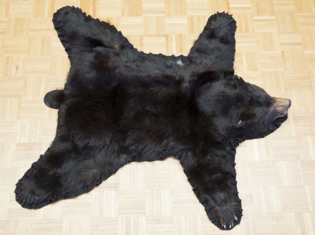 Appraisal: Black Bear Jonas Brothers Taxidermy Rug L x W Condition