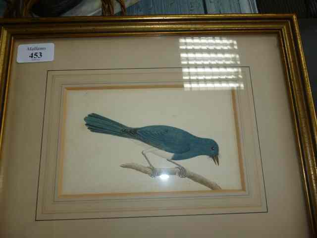 Appraisal: TH CENTURY ENGLISH SCHOOLA blue bird perched on a branch