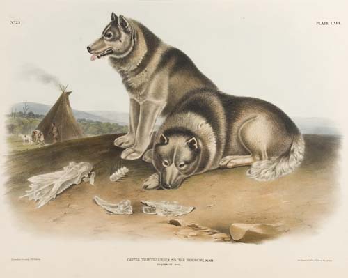 Appraisal: ANIMALS Audubon John James Esquimaux Dog Plate CXIII Hand-colored lithographed