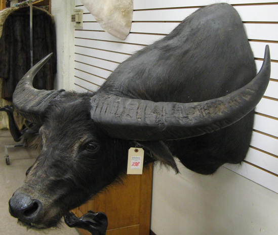 Appraisal: AUSTRALIAN WATER BUFFALO bubalus bubalis head mount with long horns