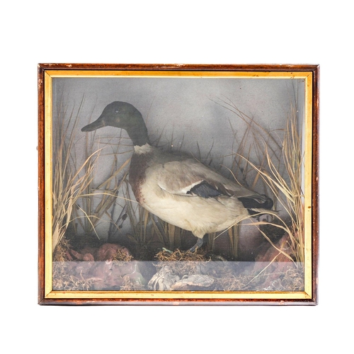 Appraisal: Taxidermy Mallard drake realistically mounted amidst rocks and grasses in