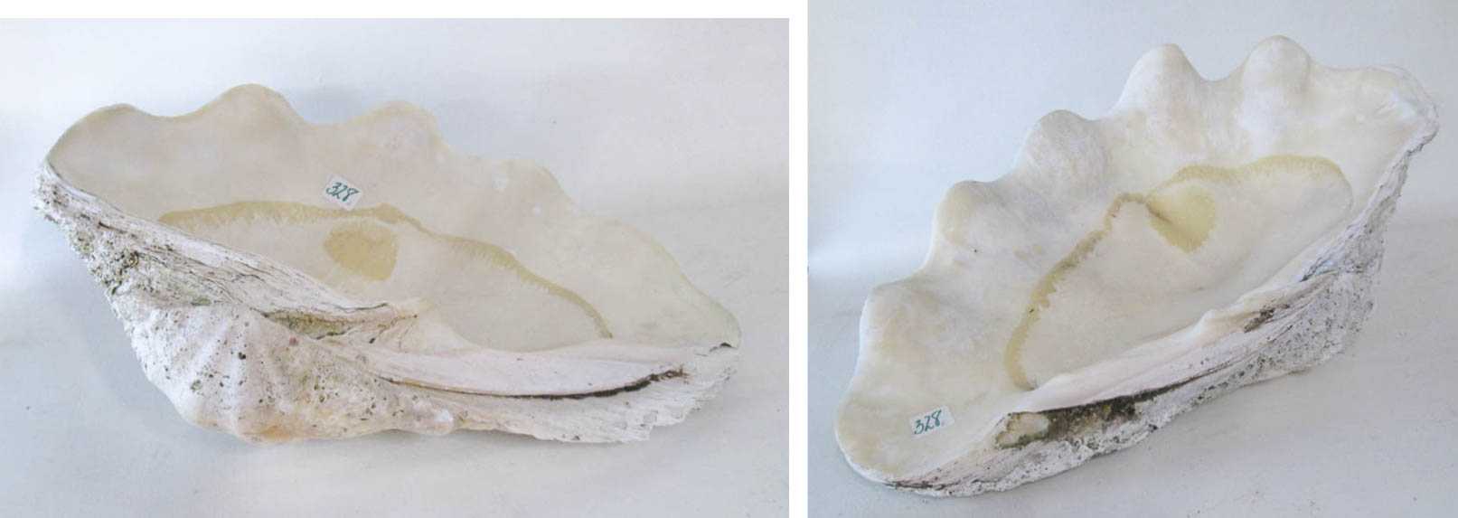 Appraisal: SOUTH PACIFIC TRIDACNA GIGAS CLAM SHELL two pieces top and