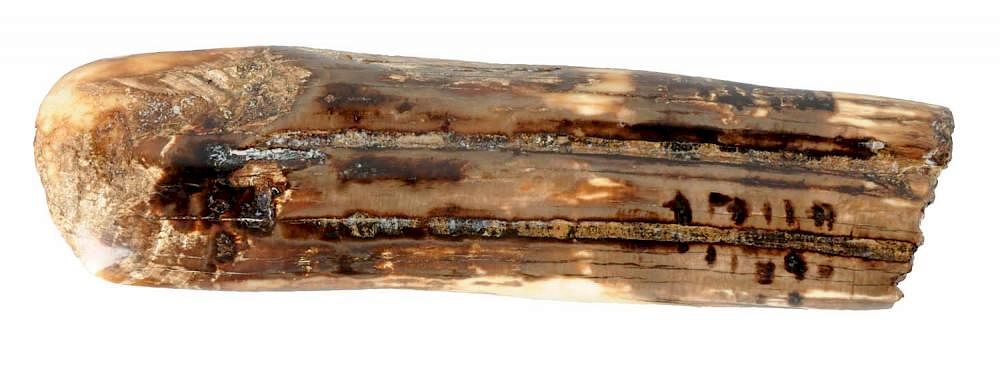 Appraisal: Fossilized Mammoth Bone Piece Showing rich colors and good patina