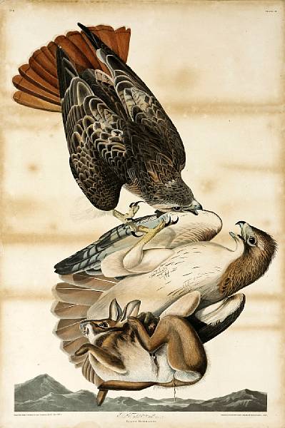 Appraisal: After John James Audubon American - Red Tailed Hawk Falco