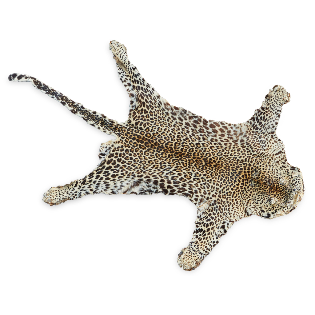 Appraisal: TAXIDERMY LEOPARD SKIN CIRCA with glass eyes cm long Estimate