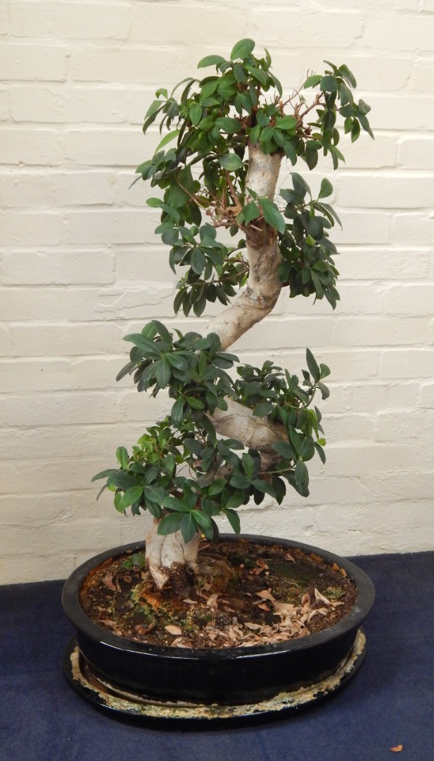 Appraisal: A Bonsai tree in a black oval ceramic pot on