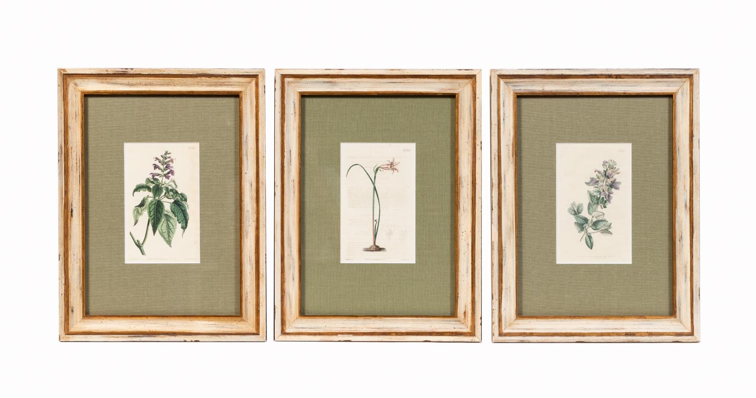 Appraisal: PCS ENGLISH COLORED BOTANICAL ENGRAVINGS Set of three hand colored