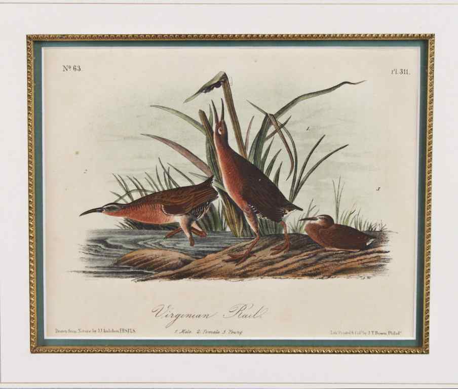 Appraisal: J J AUDUBON AND JT BOWEN VIRGINIA RAIL Handcolored lithograph