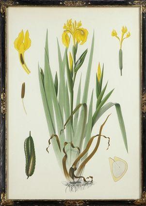 Appraisal: Botanical Print Reproduction of a hand-colored lithograph framed x in