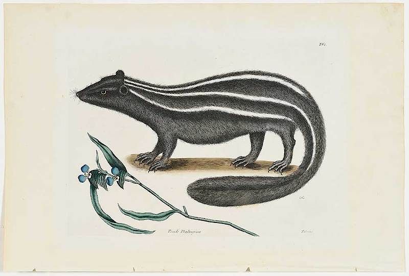 Appraisal: Mark Catesby British - The Pol-cat T from The Natural