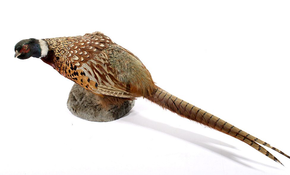 Appraisal: Montana Taxidermy Pheasant Mount Included in this lot we have