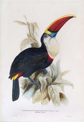 Appraisal: EDWARD LEARRamphastos Erythrorhynchus or later hand coloured lithograph published by