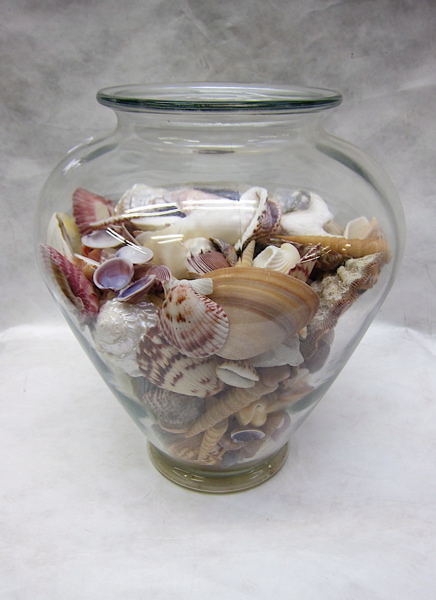 Appraisal: SEASHELL COLLECTION IN CLEAR GLASS VASE consisting of augers scallop