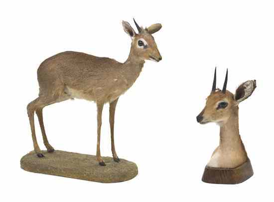 Appraisal: Two Taxidermy Dikdik Mounts one a shoulder mount set on