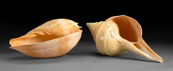 Appraisal: Two Giant Shells Syrinx aruanus Australian Trumpet Snail Melo amphora