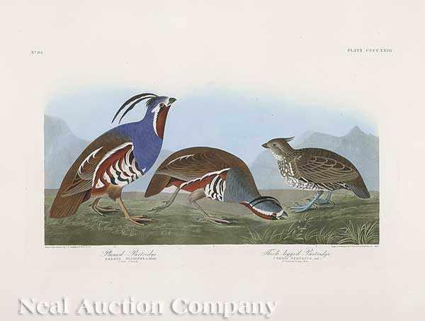 Appraisal: John James Audubon American - Plumed Partridge Thick-legged Partridge Plate