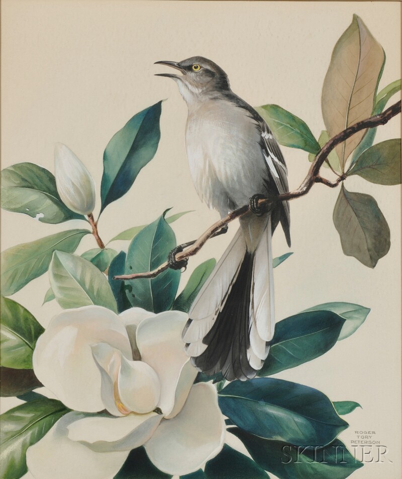 Appraisal: Roger Tory Peterson Connecticut - Cuckoo Amidst Magnolia Signed l