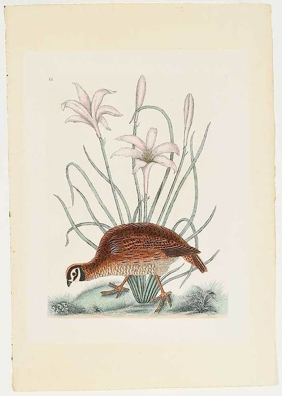 Appraisal: Mark Catesby British - Northern Bobwhite T from The Natural