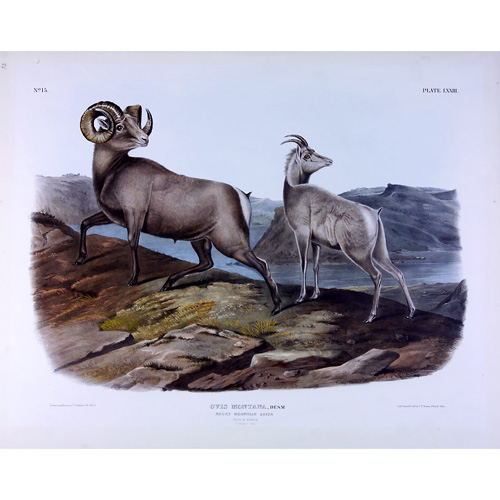 Appraisal: John James Audubon American - Rocky Mountain Sheep x sheet