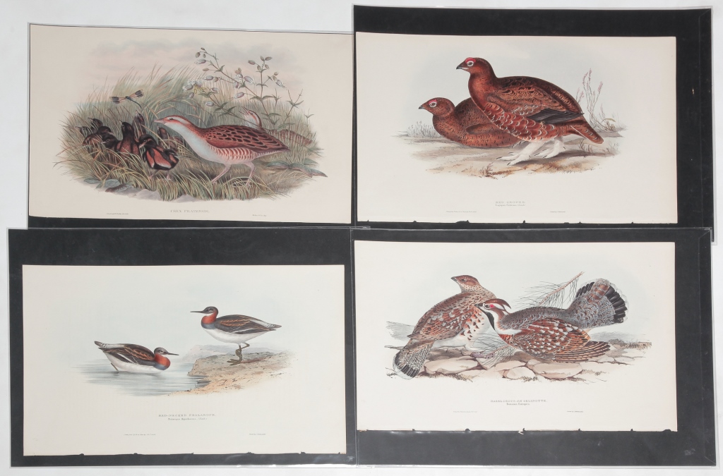 Appraisal: FOUR JOHN GOULD BIRD PRINTS England - Hand colored lithographs