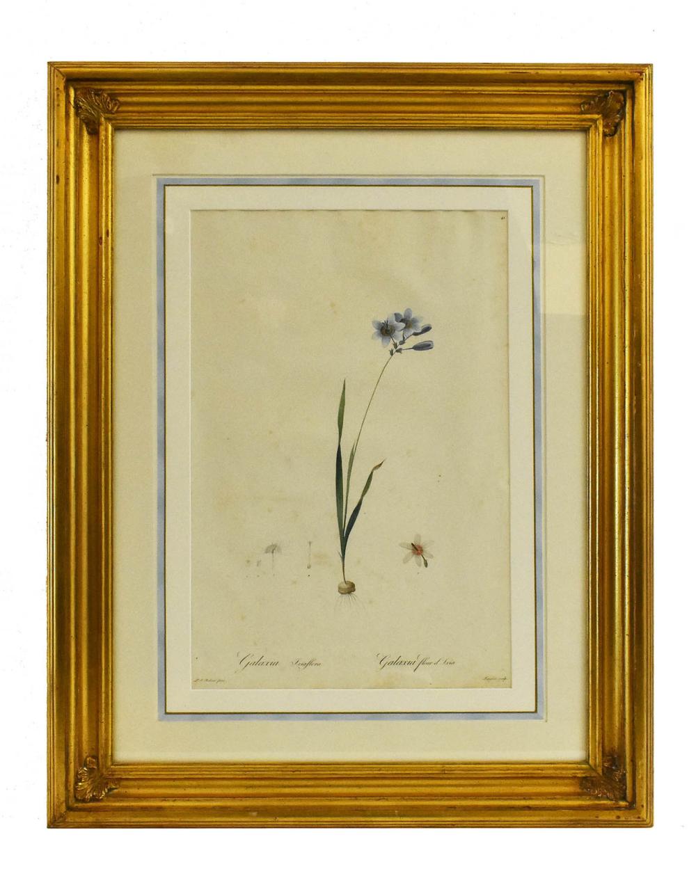 Appraisal: PIERRE JOSEPH REDOUTE FRENCH - th Century Botanical Glascia Fleur