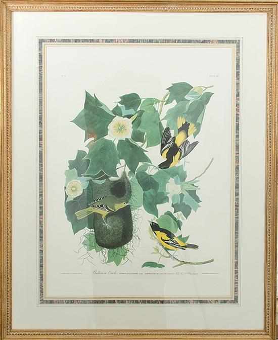 Appraisal: John James Audubon after new York - BALTIMORE ORIOLE No