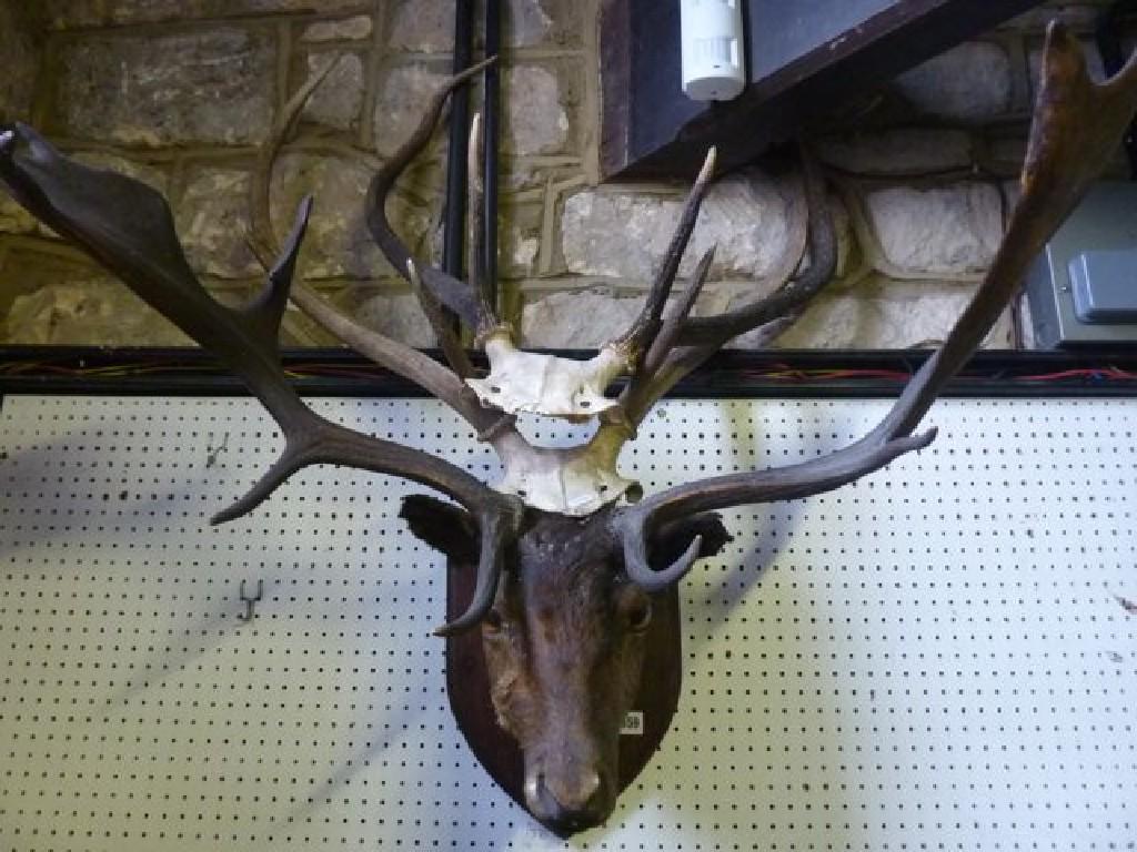 Appraisal: A stuffed and mounted stags head with oak shield shaped