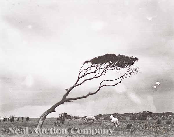 Appraisal: Theodore Fonville Winans American Louisiana - Wind's Playmate silver gelatin