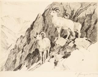 Appraisal: Carl Rungius - Dall Sheep etching on paper inches signed