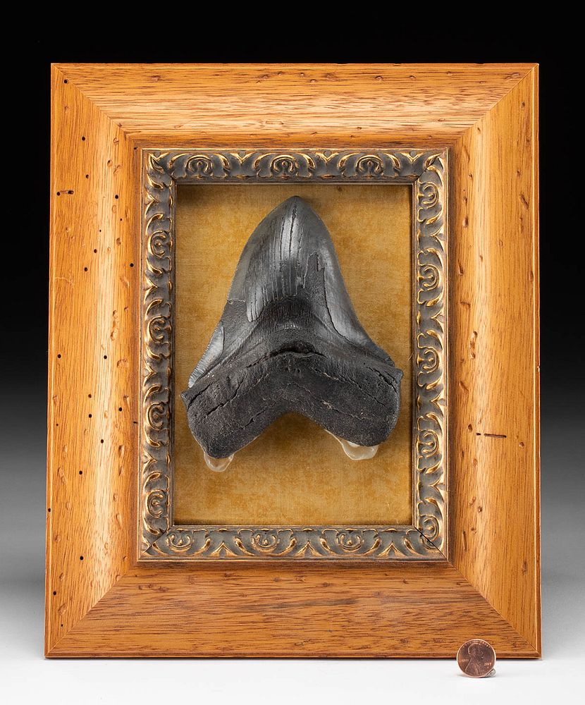 Appraisal: Huge Fossilized Megalodon Tooth Ancient Seas Middle Miocene to end