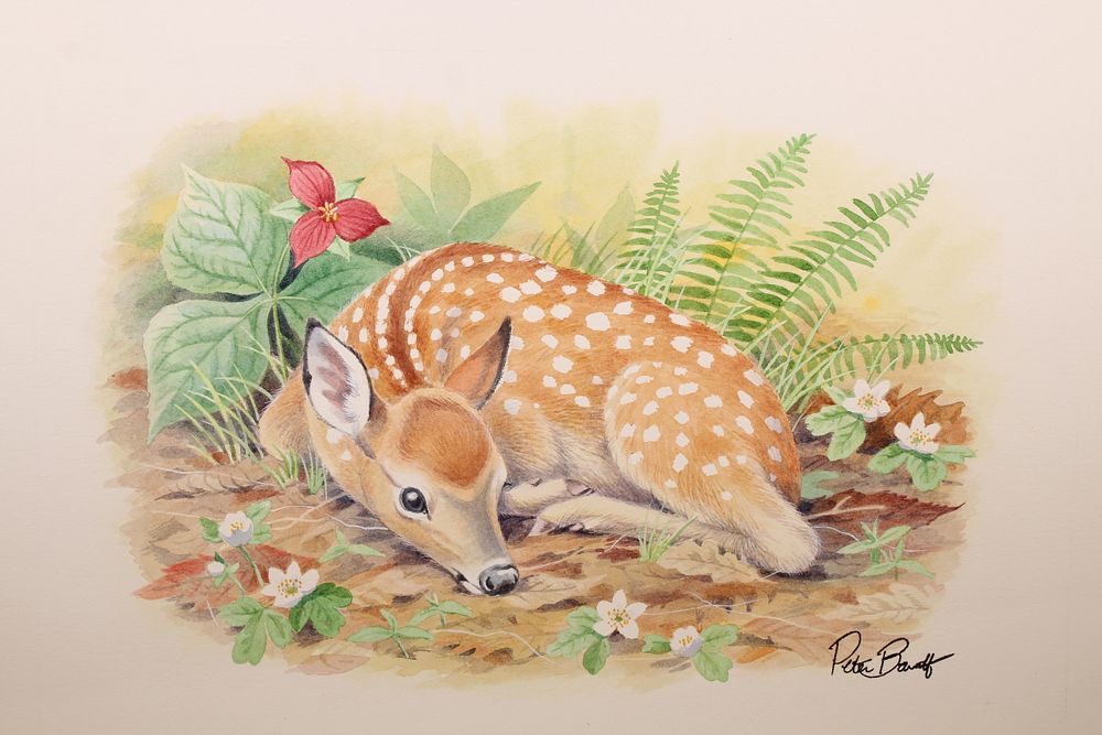 Appraisal: Peter Barrett British B Baby Deer Peter Barrett British B