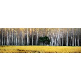 Appraisal: Peter Lik Australian American b- Golden Silence Limited Edition Panorama