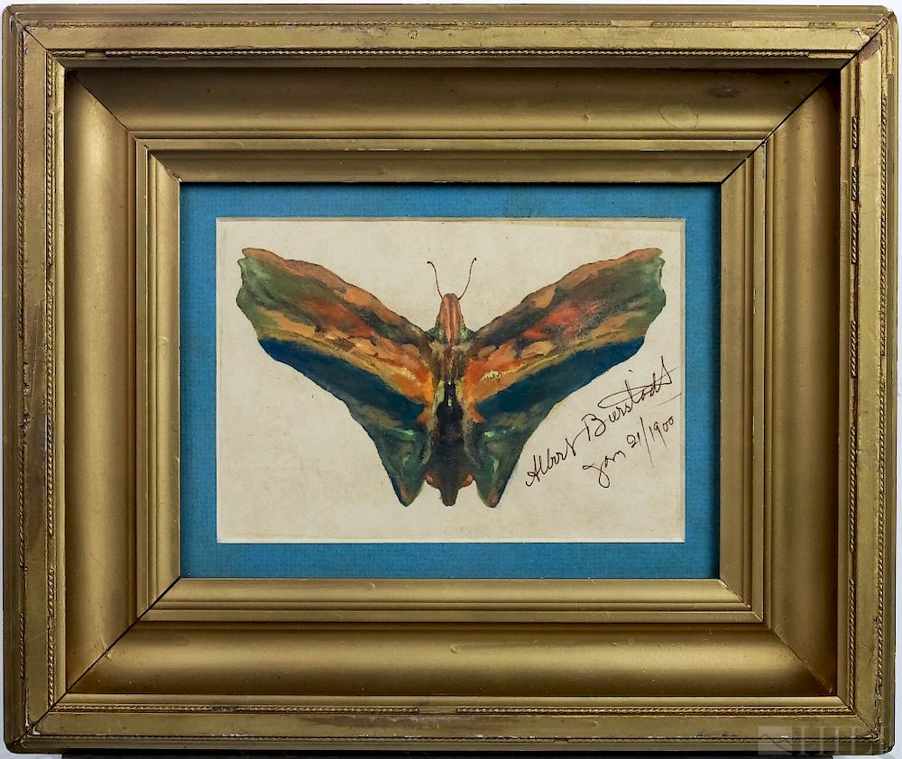 Appraisal: Albert Bierstadt Gouache Butterfly Moth Painting Albert Bierstadt German American