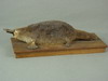 Appraisal: TAXIDERMY MOUNT - LATE TH C MOUNTED DUCKBILL PLATYPUS MOUNTED