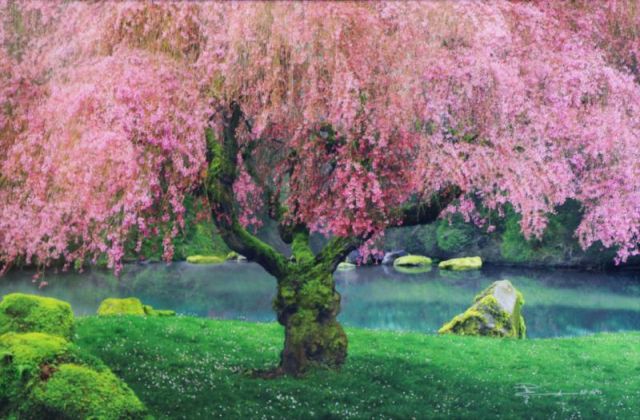 Appraisal: LIK Peter Limited Edition Photograph Tree ofDreams Washington State Signed