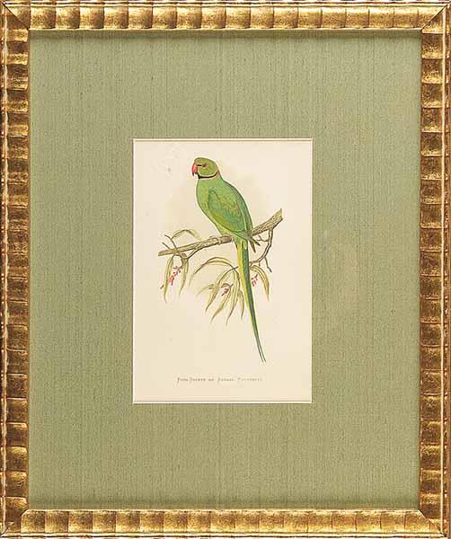 Appraisal: A Set of Nine Hand-Colored Lithographs of Parrots by W