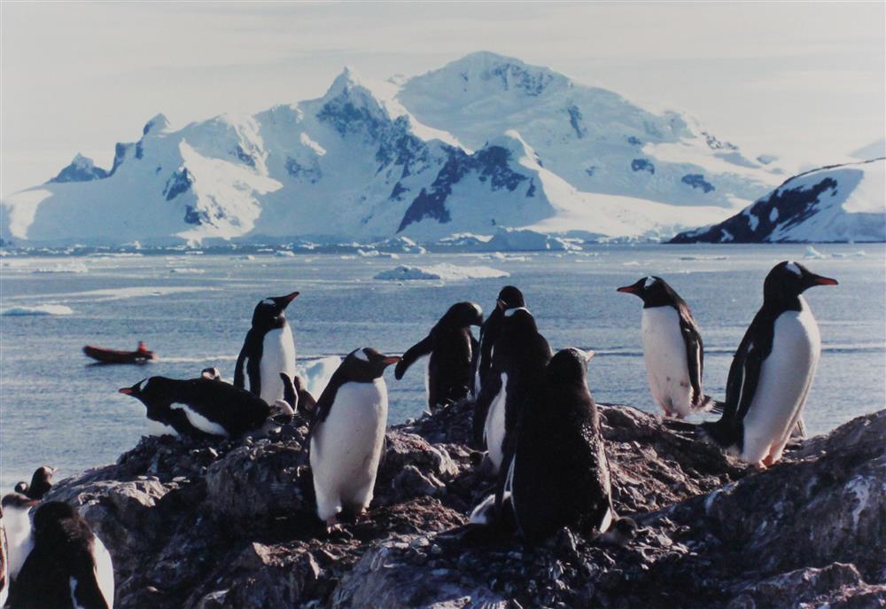 Appraisal: WARREN KRUPSAW GENTOO PENGUIN COLONY Photograph x in sight Framed