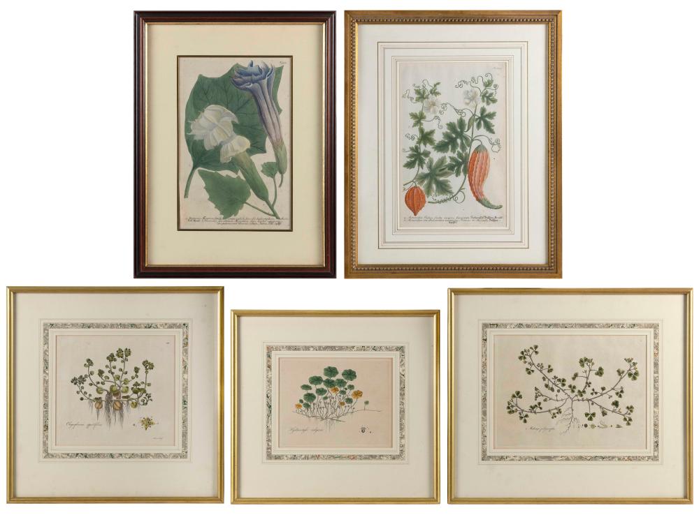 Appraisal: FIVE HAND-COLORED BOTANICAL ENGRAVINGS TH CENTURY LARGEST X SIGHT FRAMED