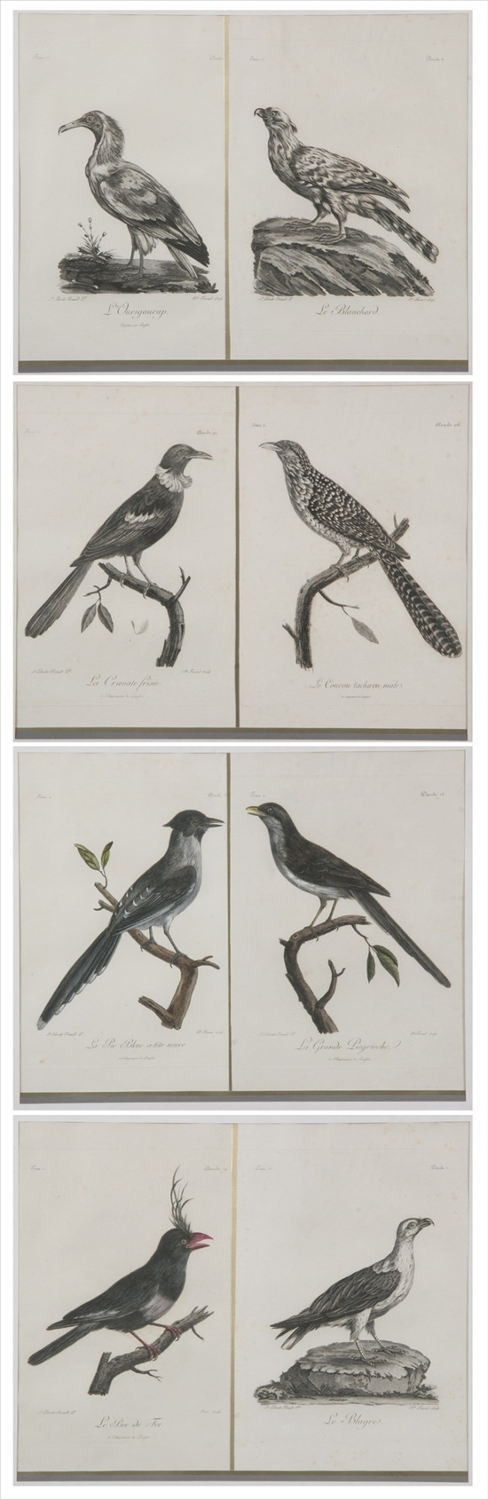 Appraisal: EIGHT ORNITHOLOGICAL PRINTS Hand-colored engravings by C De Fessard after