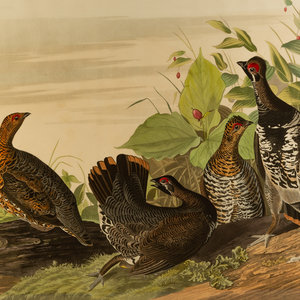 Appraisal: John James Audubon American - Spotted Grouse printed by R