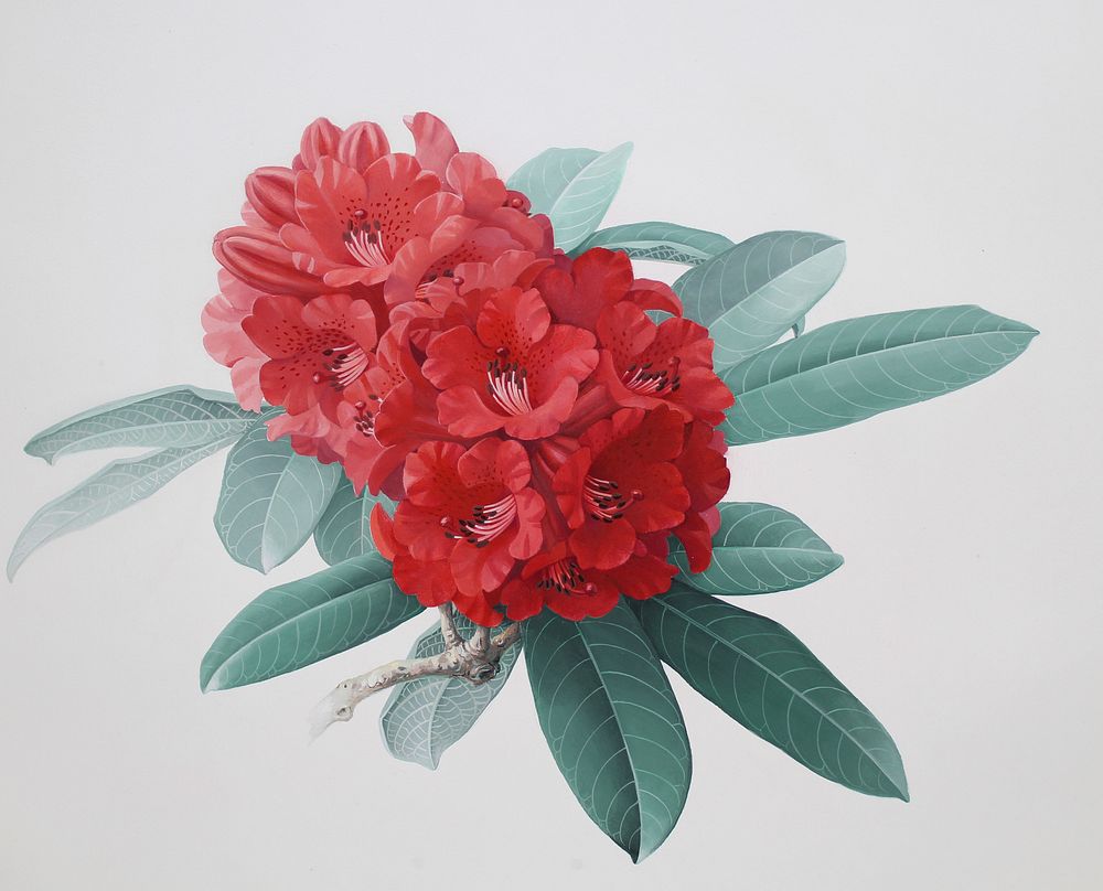 Appraisal: Zeng Xiaolian B Rhododendron Delavayi Zeng Xiaolian B Rhododendron Delavayi