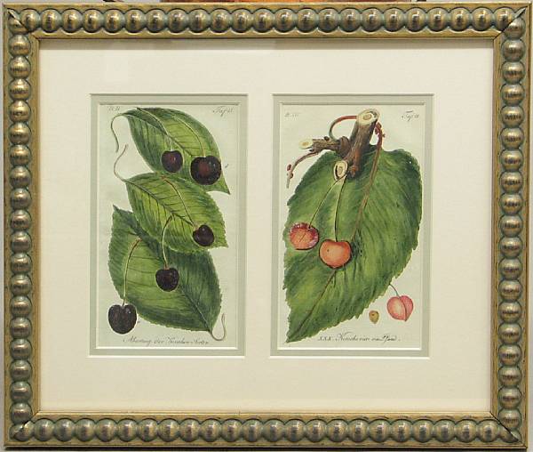 Appraisal: A set of eight German framed hand colored fruit prints