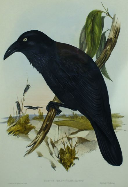 Appraisal: White-eyed Crow Corvus Coronoides